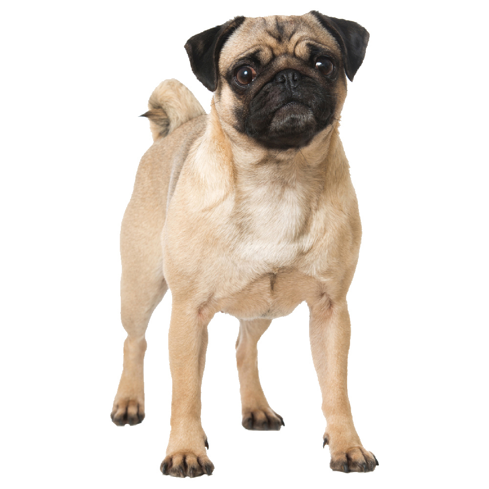 pug decor pug wall sticker pet animal dogs grooming wall decal bedroom home decor ebay pug decor pug wall sticker pet animal dogs grooming wall decal bedroom home decor ebay