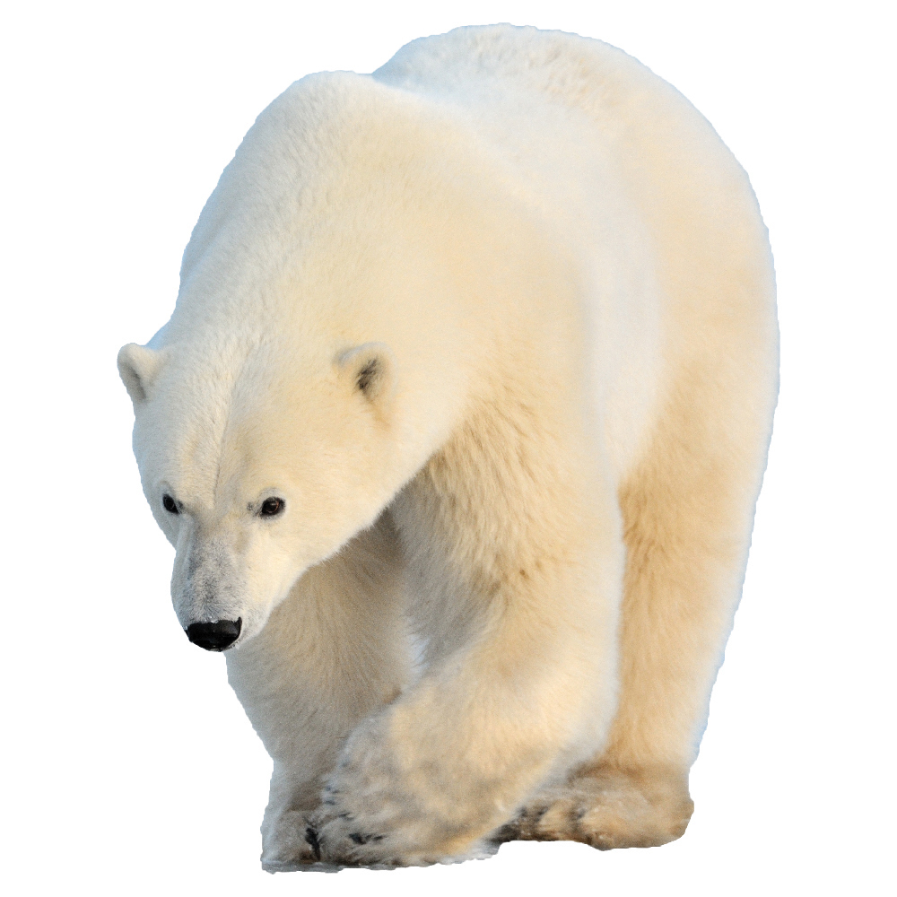 Polar bear steam фото 58