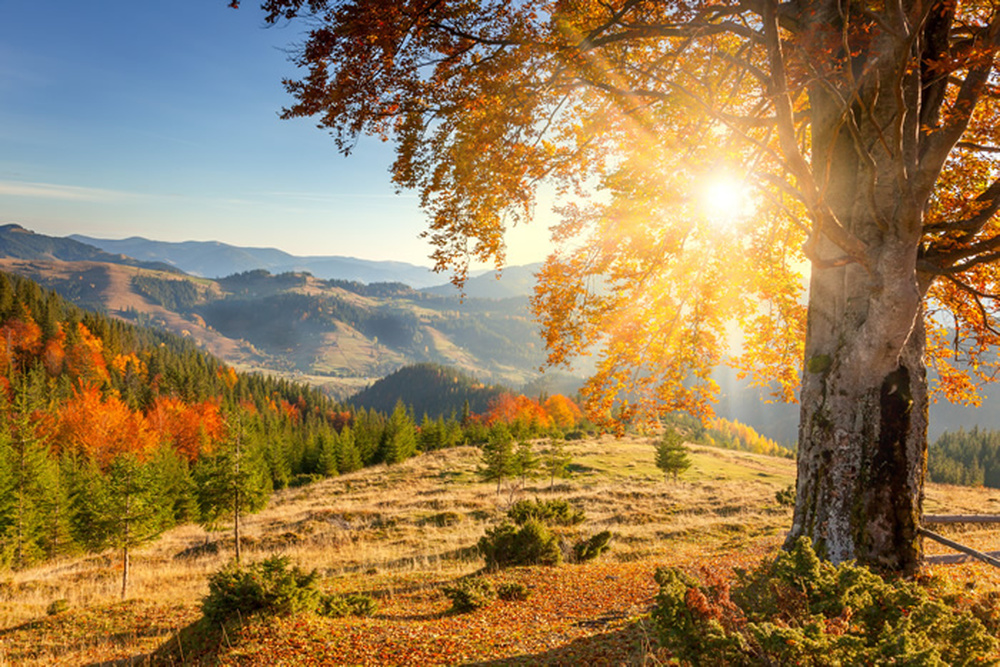 Berg Sonnenaufgang Wandbild Herbst Wald Foto-Tapete Wohnzimmer Haus